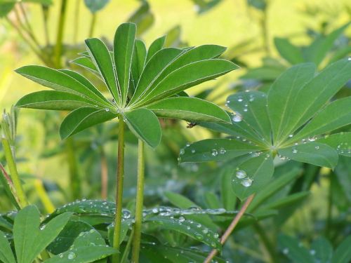 green plant dewdrop