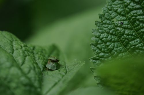 green bugs nature