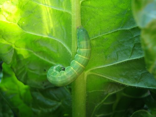 green leaf nature