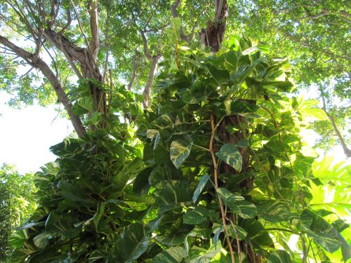 green leaves plant