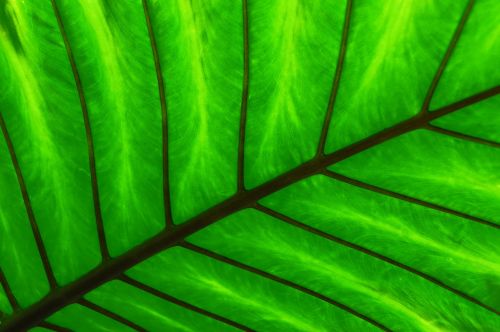 green leaf spine