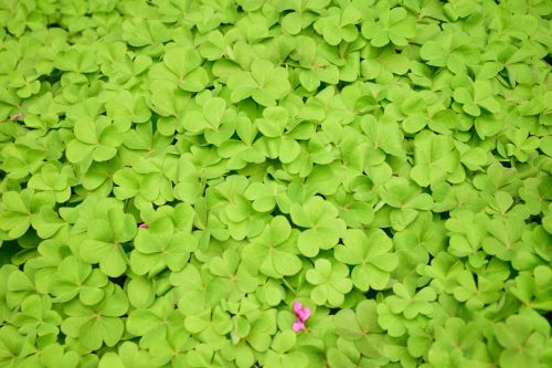 green clover luck