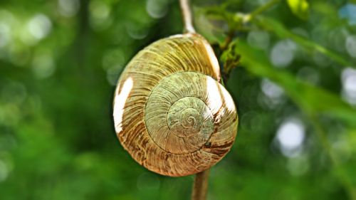 green conch nature