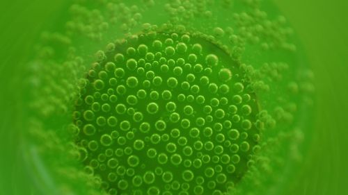 green bubbly macro