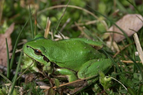 green frog green frog