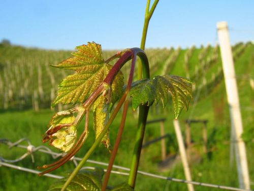 green vineyard wine leaf