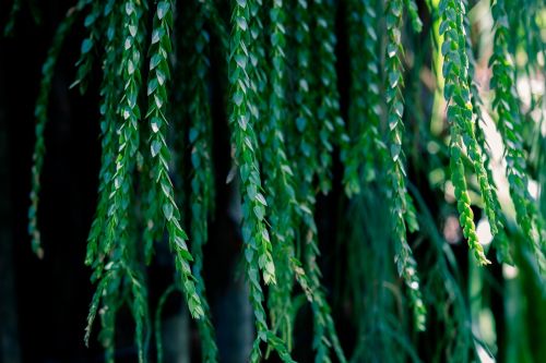 green leaves foliage