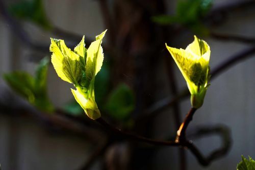 green sun leaves