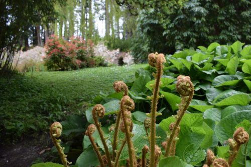 green garden plant