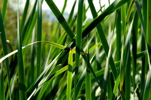 green reed nature