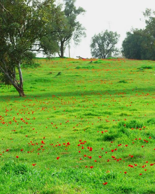 green red flowers rug