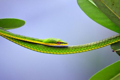 green steady snake