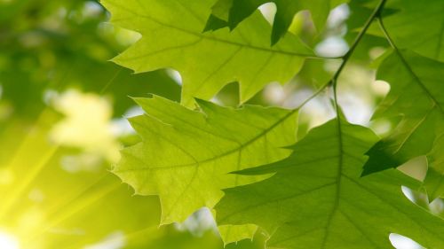 green nature light