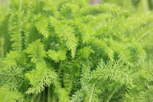 green fern natural