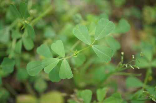 green grass green clover