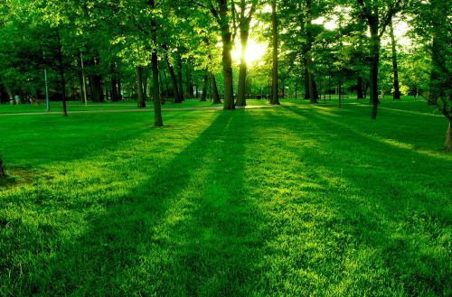 green nature trees