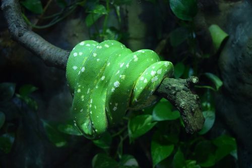 green snake scales