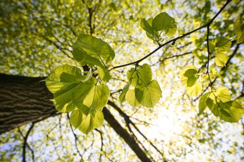 green sunny tree