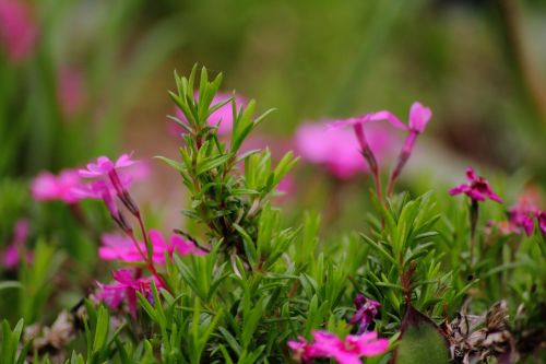 green summer garden