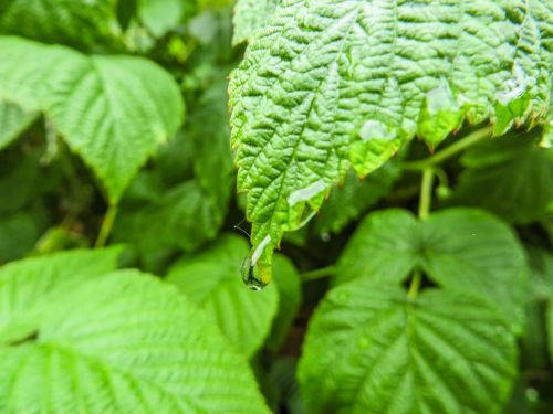 green nature plant