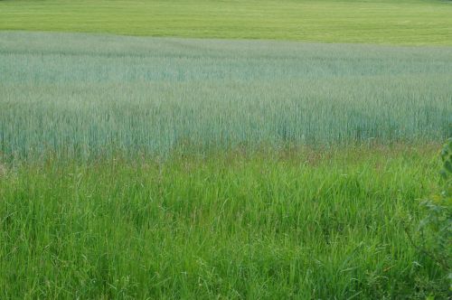 green field meadow