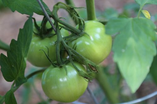 green green tomatoes tomatoes