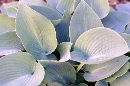 green foliage decorative