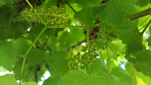 green foliage garden