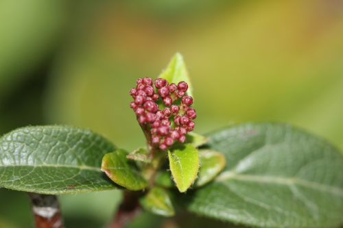 green macro summer