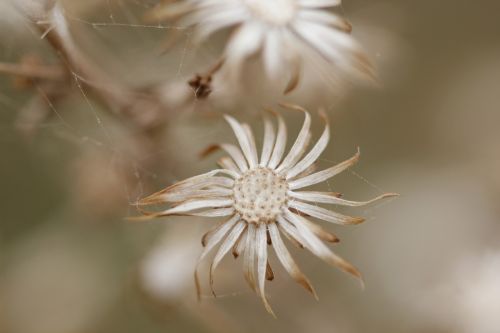 green brown flower