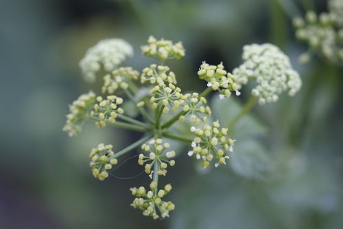 green flower plant