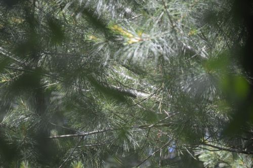green pine evergreen