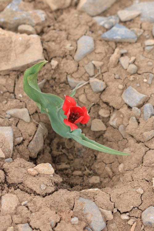 green red flower