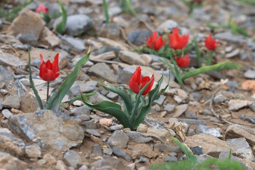 green red flower