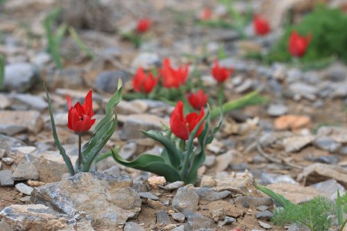 green red flower