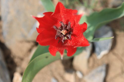 green red flower