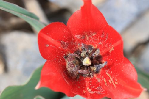 green red flower