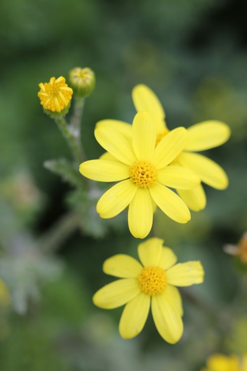 green yellow flower