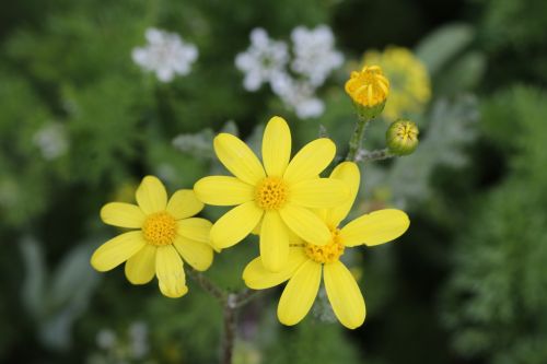 green yellow flower