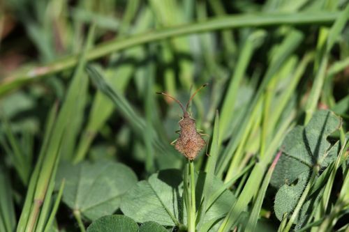 green red flower