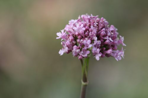 green pink flower