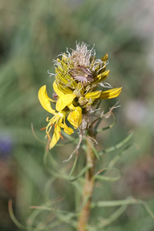 green yellow flower