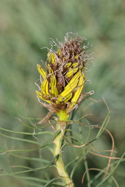 green yellow flower