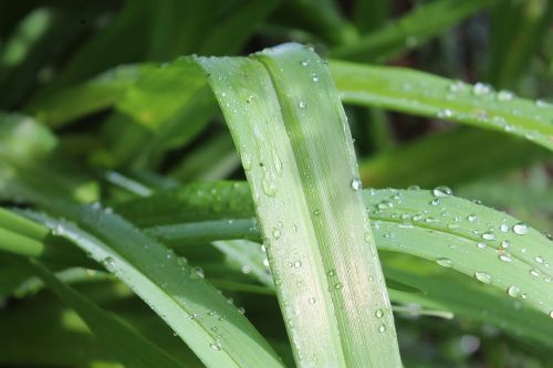 green drop of water rain