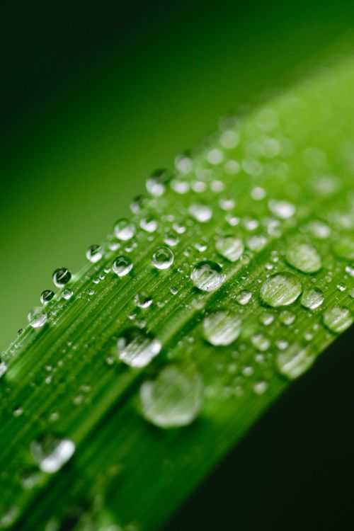 green water leaf