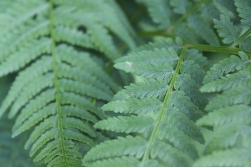 green ferns leaves