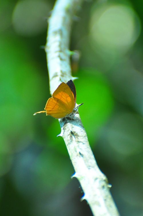 green nature butterfly