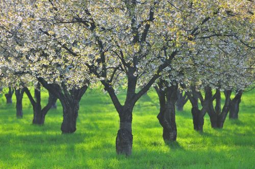 green tree spring