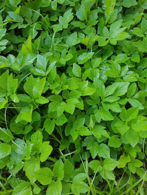 green plant leaf