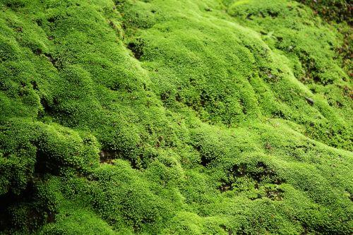 green moss beautiful
